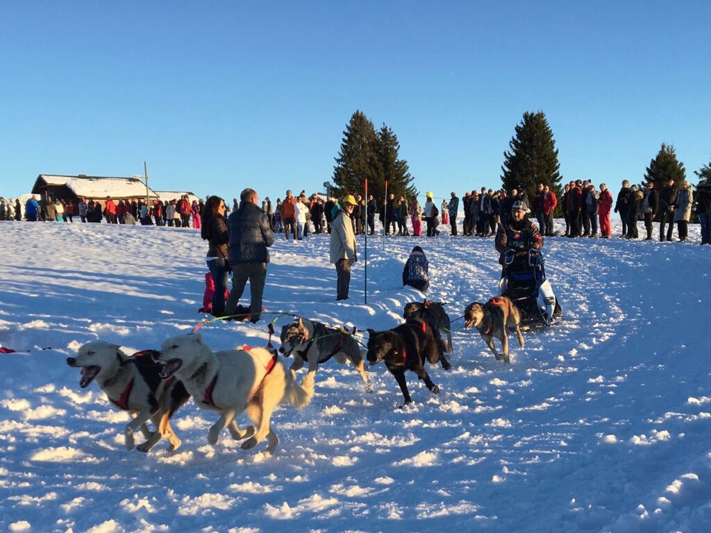 Course de chiens de traîneau