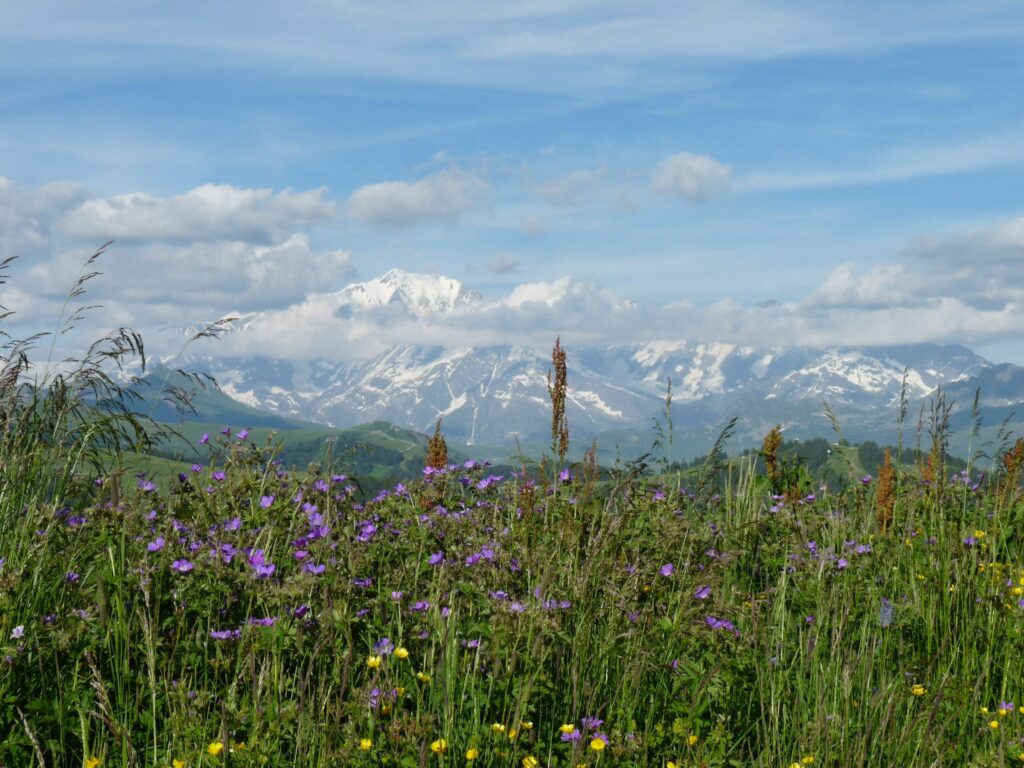 Paysage de montagne en été